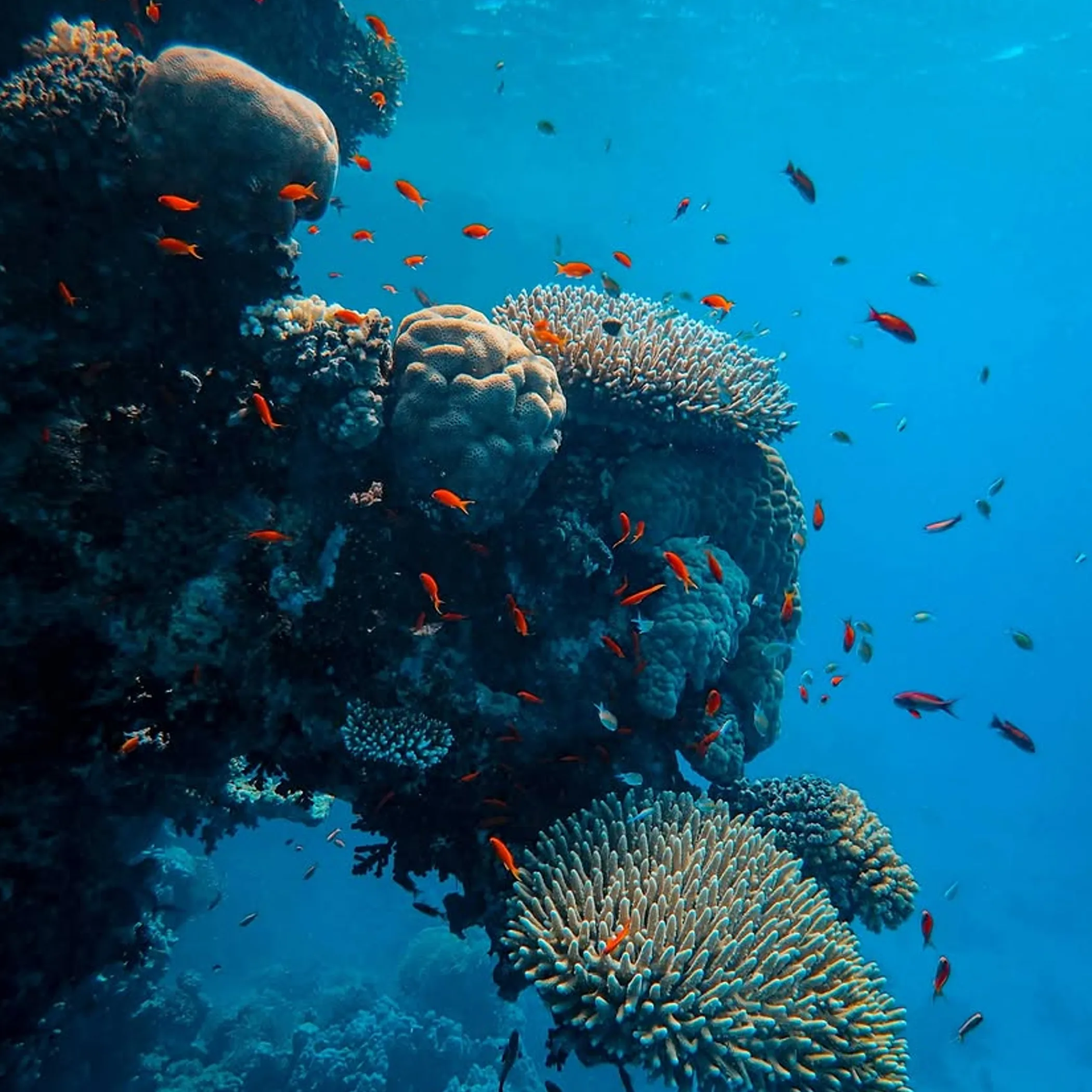 coral reef with fish underwater