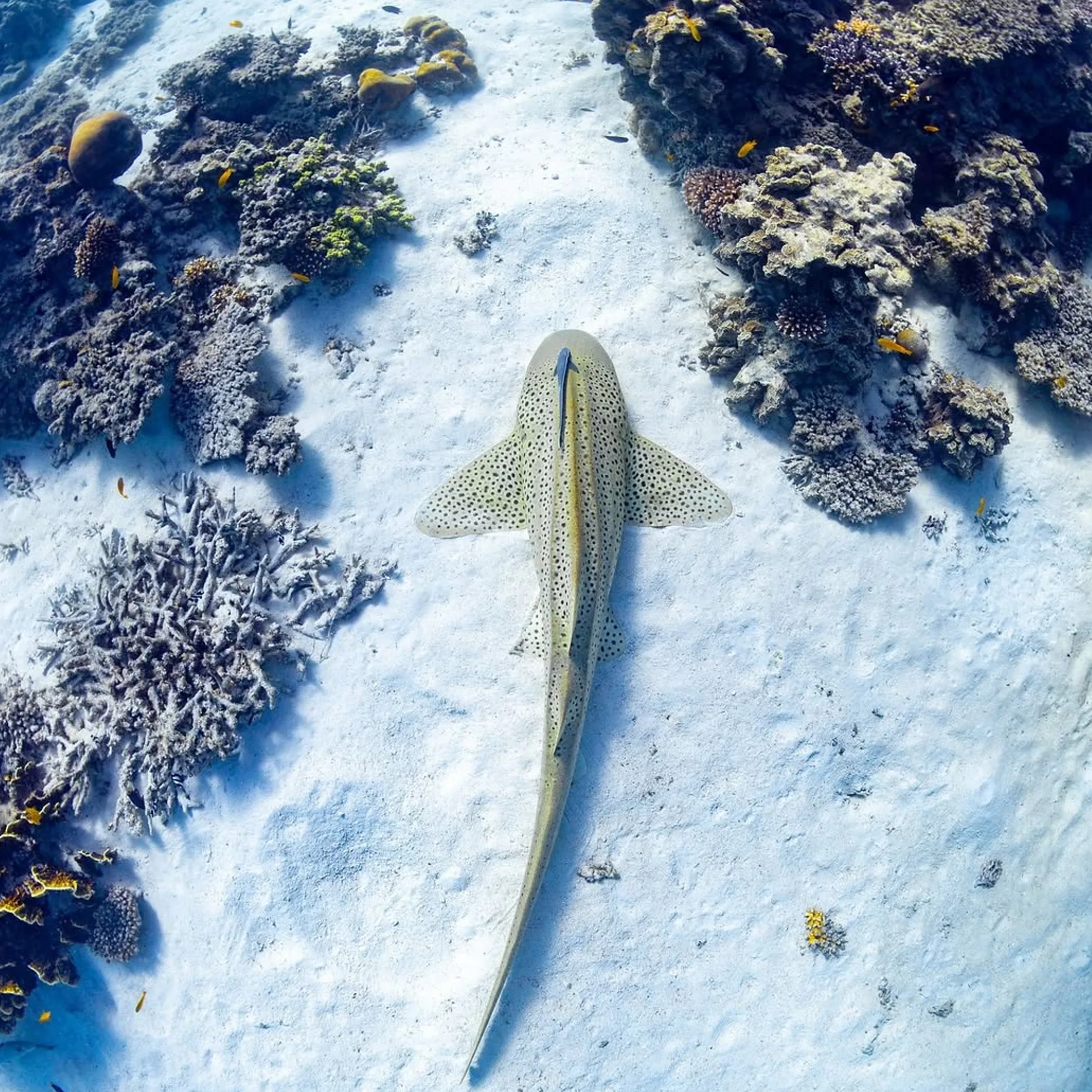 underwater view of great barrier reef