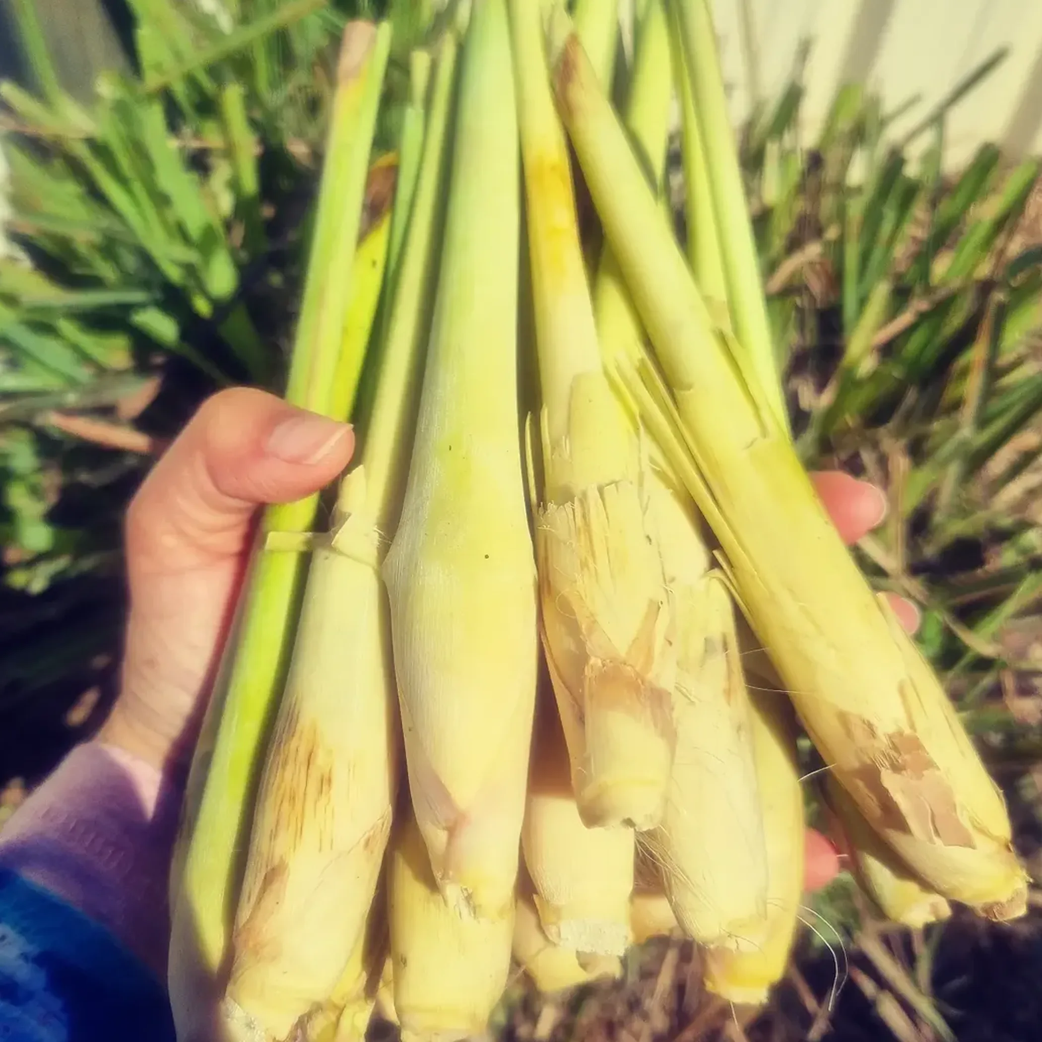 lemongrass plant in sunlight