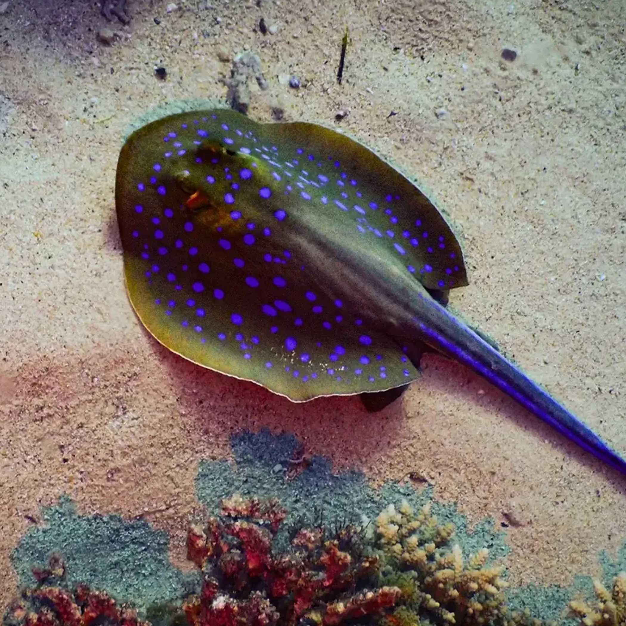clear underwater reef marine life
