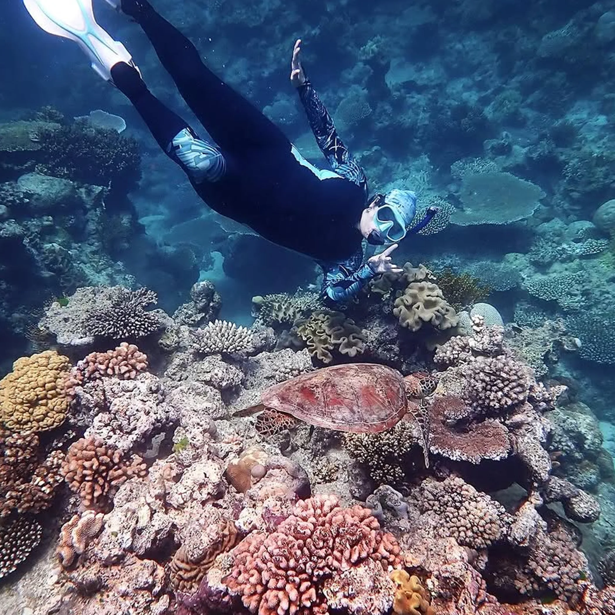 diver swimming near turtle underwater