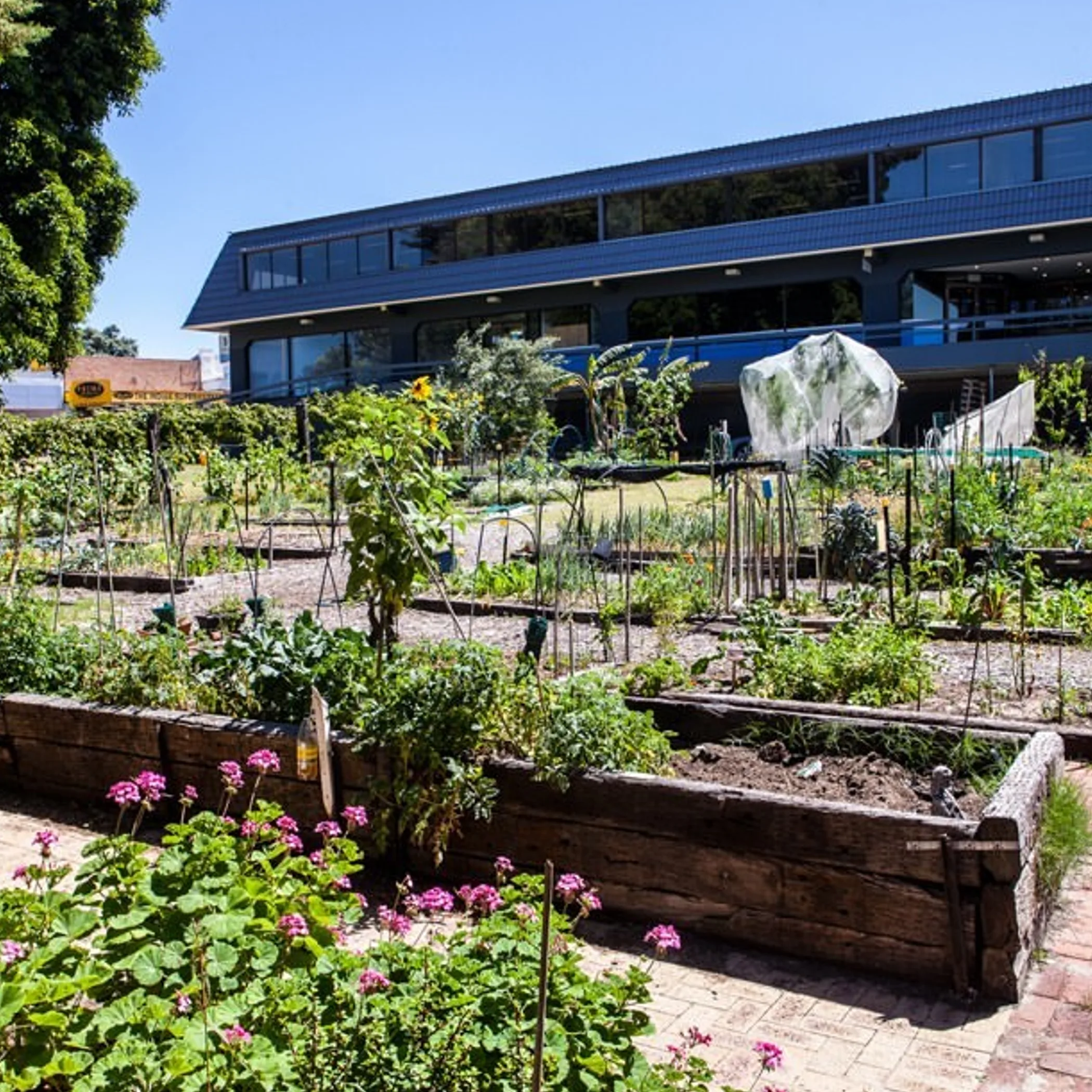 garden in perth with clear sky